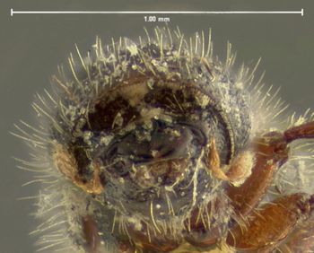Media type: image;   Entomology 1295 Aspect: head frontal view